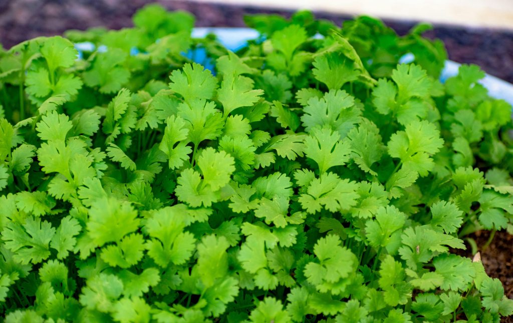 Close-Up Shot of Coriander