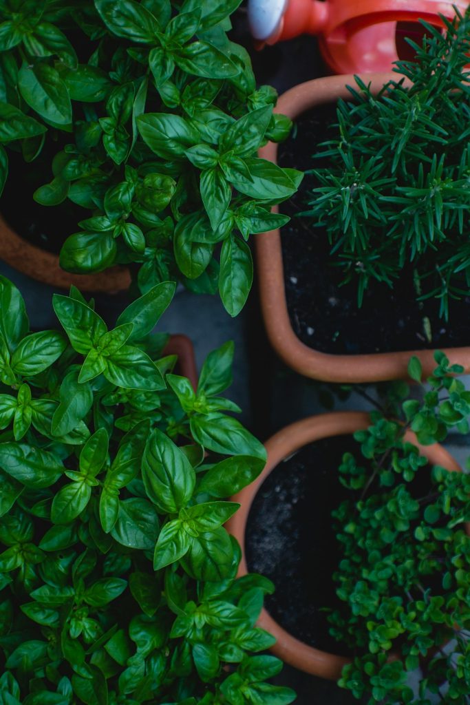 Homegrown herbs, basil and thyme. Urban Gardening & Self-Supply.